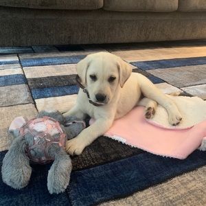 Meet your Posher, Tayler